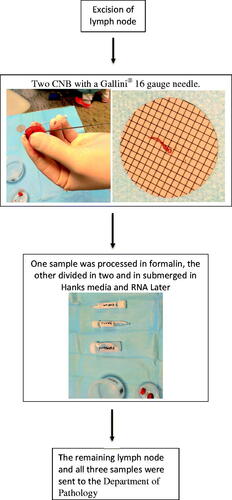 Figure 1. Sample obtaining procedure.