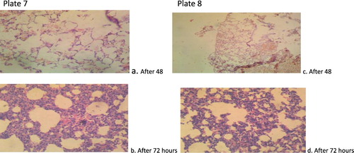 Figure 6. Plate 7(a and b): Aspergillus flavus (2.3 × 107): There are foci of thickened alveolar septae and alternate foci of over-distended alveoli [emphysema] (Mg: 100×). Plate 8(c and d): A. flavus (3.2 × 105): Lung. There is widespread haemorrhage and over-distension of the alveoli indicative of pulmonary emphysema (Mg: 100×).