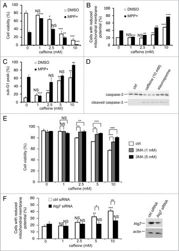 Figure 6 Caffeine induces apoptosis by enhancement of autophagy. (A) After PC12D cells were treated with 0, 1, 2.5, 5 or 10 mM caffeine with DMSO or MPP+ for 72 hours, cell viability was measured using trypan blue dye exclusion assay. Data are the means of triplicate experiments. (B) After cells were treated with 0, 1, 2.5, 5 or 10 mM caffeine with DMSO or MPP+ for 48 hours, mitochondrial membrane potential was analyzed by Jc-1 using a flow cytometry. Data are the means of triplicate experiments. (C) After PC12D cells were treated with 0, 1, 2.5, 5 or 10 mM caffeine with DMSO or MPP+ for 72 hours, caffeine-induced sub G1 area was analyzed by propidium iodide staining assay using a flow cytometry. Data are the means of triplicate experiments. (D) PC12D cells were treated with H2O or caffeine for 24 hours or staurosporine (positive control) for 3 hours and analyzed with immunoblotting for levels of caspase-3 and cleaved caspase-3. (E) After PC12D cells were treated with 0, 1, 2.5, 5 or 10 mM caffeine with or without 1, 3 or 5 mM 3MA for 24 hours, cell viability was measured by trypan blue dye exclusion assay. (F) PC12D cells were transfected with control siRNA or siRNAs targeting Atg7. Forty eight hours later, they were treated with 0, 1, 2.5 or 10 mM caffeine for 24 hours and mitochondrial membrane potential was analyzed using Jc-1. The knockdown effects on Atg7 were confirmed by immunoblotting using antibodies against Atg7 and actin. Data are the means of triplicate experiments. Error bars, S.D. NS, not significant; *p < 0.05; **p < 0.01; ***p < 0.001.