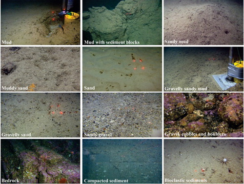 Figure 6. Examples of video observations for different sediment classes. 10 cm between red laser dots.