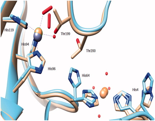 Figure 3. Superposition of the Zn,Cu-hCA II structure (this work) with the copper derivative reported in ref.Citation15. Copper ions are represented as orange spheres, zinc as a gray sphere. It should be observed that the O2 molecules occupy a different position within the coordination sphere of the two hCA II copper derivatives.