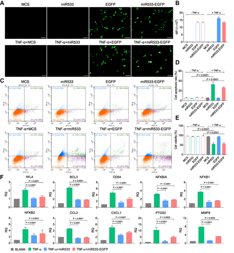 Figure 3 Treatment of inflammatory cells with rAAV-DMP-miR533-CMV-EGFP. HL7702 cells were first stimulated with or without TNF-α for 1 h and then infected with various rAAVs for 48 h. (A) Fluorescent images of cells. Scale bar: 100 μm. (B) Cell fluorescence intensity analyzed by Flow Cytometry (n = 3 wells). (C) Representative Flow Cytometry analysis of cell apoptosis. (D) Cell apoptosis analyzed by Flow Cytometry (n = 3 wells). (E) Cell viability detected by CCK-8 (n = 3 wells). (F) QPCR-detected expression of NF-κB and its target genes in cells treated for 48 h (n = 3 wells). Blank, MCS, miR533, EGFP, and miR533-EGFP: cells infected with phosphate buffered saline (PBS), rAAV-MCS, rAAV-DMP-miR533, rAAV-CMV-EGFP, and rAAV-DMP-miR533-CMV-EGFP, respectively; TNF-α: TNF-α-stimulated cells (cells stimulated with TNF-α at a final concentration of 10 ng/mL for 1 h); TNF-α+MCS, TNF-α+miR533, TNF-α+EGFP, TNF-α+miR533-EGFP: TNF-α-stimulated cells infected with rAAV-MCS, rAAV-DMP-miR533, rAAV-CMV-EGFP, and rAAV-DMP-miR533-CMV-EGFP, respectively.