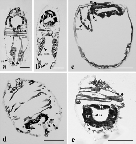 Figure 2. Glochidia of H. bialatus at day 2 showing cross-sections (a, b, d, and e), and sagittal section (c). Ci, cilia; DMC, degenerating muscle cells; DT, digestive tract; FL, foot lobe; IMC, inner mantle cells; LAM, larval adductor muscle; LP, lateral pits; OP, oral plate; SB, supporting band; Sp, spines; and VP, ventral plate. Bars = 25 µm.