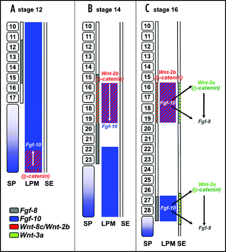 Fig 2 Model of early limb bud initiation in chick (modified from Kawakami et al., 2001). (A) Prior to limb initiation (stage 12), FGF8 (in grey) is expressed in the intermediate mesoderm (IM) adjacent to the presumptive forelimb area. FGF10 (in blue) is expressed in the lateral plate mesoderm (LPM), and in the segmental plate (SP). In the caudal portion of the LPM, FGF10 is coexpressed with Wnt8c (in red). Somites are indicated with their corresponding segment numbers. (B) During limb induction (HH stage 14), both FGF8 (in grey) and Wnt2b (in red) are expressed in the IM. Wnt2b is also expressed in the LPM of the presumptive forelimb area and signals through β-catenin to regulate FGF10 specifically in the prospective forelimb. FGF10 expression remains in the caudal LPM in a diffuse pattern. (C) At HH stage 16, expression of Wnt2b and FGF10 is confined to the forelimb bud field in the LPM. Additionally, expression of FGF10 is now confined to the presumptive hindlimb bud field. It may be Wnt8c in the caudal LPM contributes to this restriction of FGF10. In the LPM of the presumptive limb areas, FGF10 signals to the surface ectoderm (SE) to induce Wnt3a (green) resulting in activation of FGF8. For reason of simplicity, only the expression patterns in the relevant regions are shown, while the expression in somites and other areas is neglected.