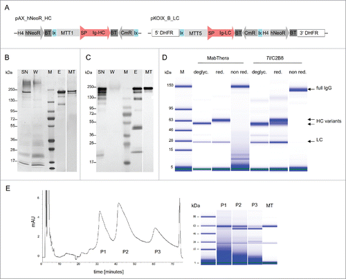 Figure 1. Expression, purification and glycoform separation of anti-CD20 antibody expressed by T. thermophila. (A) Two different expression cassettes in 2 different vectors were used to generate transgenic T. thermophila strains. The pAX_hNeoR_HC plasmid contains the full length cDNA encoding the heavy chain of anti-CD20, fused to the signal sequence of Tetrahymena PGP1 (signal peptide, amino acids 1–18), flanked by a ∼1 kb MTT1 promoter active sequence and the BTU2 terminator (∼350bp). The pKOIX_B_LC plasmid contains the full length cDNA encoding the light chain gene of anti-CD20, fused to the signal sequence of Tetrahymena PGP1 (signal peptide, amino acids 1–18), controlled by a ∼1.2 kb MTT5 promoter active sequence and the BTU2 terminator (∼350 bp). The whole expression cassette is flanked by DHFR-TS 3′ and 5′ integration sequences (each ∼1.5 kb). lx, lox promoter cassette; CmR, chloramphenicol resistance cassette, H4, Histon promotor, Ig-HC, immunoglobulin heavy chain, Ig-LC, immunoglobulin light chain, DHFR, Dihydrofolatreductase, BsdR, blasticidin resistance cassette, hNeoR, neomycin resistance cassette, BT, β tubulin terminator sequence. (B-D) Tetrahymena anti-CD20 antibody was purified from cadmium-induced cell culture supernatant using Protein A affinity chromatography. Supernatant (SN), flow-through fraction (W) and eluate fraction (E) were analyzed by SDS-PAGE and silver staining (B) and immune blot using HRP conjugated anti-human IgG antibody (C). Full IgG band of Tt/C2B8 was compared to MabThera (MT) full IgG band. Purified Tt/C2B8 and MabThera® were analyzed regarding their N-linked glycan occupancy using Bioanalyzer 2100. Antibody samples were deglycosylated by PNGaseF treatment (deglyc.) and separated under reduced (red.) and nonreduced (non red.) conditions (D). M, prestained standard. (E) Chromatogram of a representative HPLC - CEX resulting in separation of anti-CD20 antibody variants differing in heavy chain N-linked glycan occupancy. A gradient of salt at pH 4.0 was used for elution. Antibody samples from separated peaks (P1 – P3) were analyzed using Bioanalyzer 2100 (P1, 99% glycosylated HC; P2 51% glycosylated HC; P3 24% glycosylated HC, MT, MabThera®).