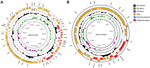 Figure 2 The genome circle map of plasmids pBJ1913-TEM (A) and pBJ1913-NDM5 (B) carried by strain BJ19-0013. The blue color in the outer circle represents the plasmid replicon protein, the red color represents the drug resistance gene region, and the Orange color represents the protein coding region. The inner-circle indicates the positive and negative GC skew of the plasmid in green and purple, respectively.