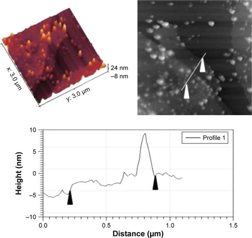 Figure 2 Atomic force microscopy of graphene oxide operated by magnetite nanoparticles containing amine groups coated with polyethylene glycol on the mica surface along with the height distribution chart.