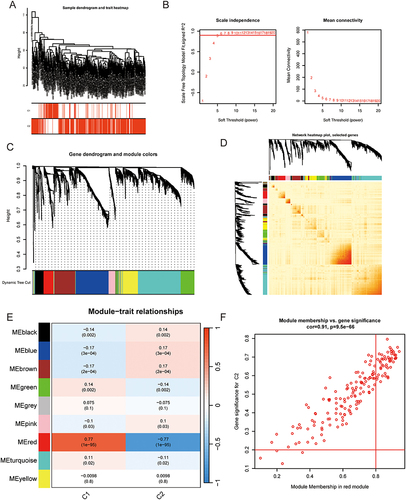 Figure 6 WGCNA co-expression analysis of two sepsis clusters. (A) Detection of outliers. (B) Determination of the soft power parameter. (C) Tree dendrogram of modules. Different co-expression modules are represented by different colors. (D) Correlation analysis be 9 modules. (E) Heatmap displaying the relationship between phenotypes and module genes. The red module shows significant correlation with PRGs with sepsis (R =0.77, p < 0.001). (F) Scatterplot between module membership (MM) in red module and the gene significance (GS) for Cluster 2.