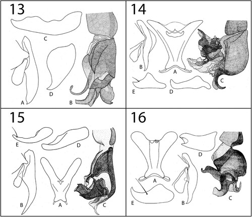 Figures 13–16. Genitalia. 13, Beziella (Callostuckenbergia) siganella (Lehrer, Citation2005): A, cercus and surstylus, lateral view; B, distiphallus, lateral view; C, pregonite, lateral view; D, postgonite, lateral view (after Lehrer Citation2005, p. 12, fig. 4). 14, Beziella (Draculana) momba (Curran, Citation1934): A, S5, ventral view; B, cercus and surstylus, lateral view; C, distiphallus, lateral view; D, pregonite, lateral view; E, postgonite, lateral view (after Lehrer Citation2003b, p. 190, fig. 68). 15, Beziella (Malawithyrsia) oharai Lehrer, Citation1994: A, S5, ventral view; B, cercus and surstylus, lateral view; C, distiphallus, lateral view; D, pregonite, lateral view; E, postgonite, lateral view (after Lehrer Citation1994, p. 25, fig. 3). 16, Beziella (Nguenia) bulamatadi (Curran, Citation1934): A, S5, ventral view; B, cercus and surstylus, lateral view; C, distiphallus, lateral view; D, pregonite, lateral view; E, postgonite, lateral view (after Lehrer Citation2003b, p. 340, fig. 129).