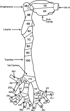 Figure 1 Schematic of the upper respiratory airway replica.