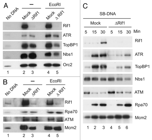 Figure 4 Rif1 is necessary for the accumulation of certain checkpoint proteins on chromatin. (A and B) Mock-depleted or Rif1-depleted interphase egg extracts were supplemented with sperm nuclei and incubated in the absence of presence of EcoRI. Chromatin fractions were collected and immunoblotted for the indicated proteins. (C) SB-DNA beads were incubated in mock-depleted (lanes 1–3) or Rif1-depleted (lanes 4–6) egg extracts. At indicated times, aliquots of egg extracts (10 µl) were collected, and beads were isolated and processed for immunoblotting as described in Figure 3B. There was negligible binding of the indicated proteins to beads lacking DNA under the same conditions (not shown).