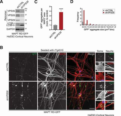 Figure 6. VPS35-deficiency increases MAPT aggregation in cortical neurons. (A) Immunoblot of whole-cell lysates from HsESC-derived cortical neurons expressing MAPT RD-GFP in combination with shRNA targeting VPS35 or a non-targeting control, probed for the indicated proteins. (B) Confocal images of HsESC-derived cortical neurons expressing MAPT RD-GFP in combination with shRNA targeting VPS35 or a non-targeting control. Cells were seeded with rTg4510 brain lysate. Cells were immunostained for the neuronal marker MAP2. Scale bar: 40 µm. Insets show further 2.5× magnification. Blue, DAPI-stained nuclei. (C) GFP-positive aggregates per MAP2 positive area from (B). Values are the mean ± SEM from n = 21–22 fields per condition from two independent experiments (unpaired t-test; ****p < 0.0001). (D) Frequency of different-sized GFP-positive aggregates from (B). Values are observed frequency/neuronal area pooled from two independent experiments