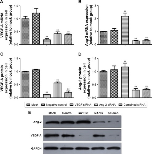 Figure 1 Effects of VEGF-A and Ang-2 siRNAs in Ishikawa cells.Notes: (A) Relative VEGF-A mRNA expression was analyzed by real-time PCR. (B) Relative Ang-2 mRNA expression. (C) Relative VEGF-A protein expression. (D) Relative Ang-2 protein expression. (E) Western blotting analysis of protein expression in Ishikawa cells after transfection. **P<0.01.Abbreviations: GAPDH, glyceraldehyde 3-phosphate dehydrogenase; siRNA, small interfering RNA; VEGF, vascular endothelial growth factor.