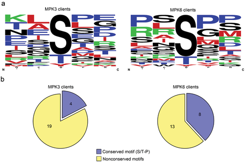 Figure 3. Analysis of phosphorylation sites on phosphorylated peptides.