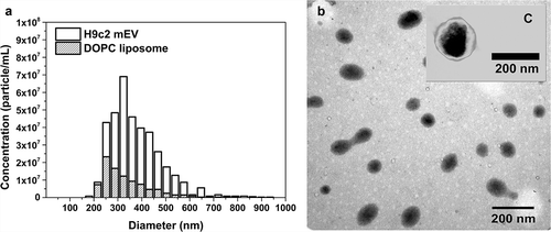 Figure 4. Particle size and concentration of medium-sized EVs and DOPC liposomes. Medium-sized EVs were isolated from serum-free conditioned media of H9c2 cells. DOPC liposome standard (1 mg/mL) was ten times diluted in PBS and filtered through 0.8 µm pore size membrane. Both samples were measured by qNano with NP400 membrane. (a) shows a representative bar chart of H9c2 EVs (H9c2 mEV) and liposomes (DOPC liposome), and (b) shows the DOPC liposomes and C a H9c2 mEV with transmission electronmicroscope using phosphotungstic acid contrasting.
