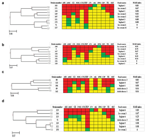 Figure 5. Antibiogram of Providencia rettgeri, Proteus mirabilis, Proteus vulgaris, Citrobacter freundii isolates is shown by a Heat map. a: Providencia rettgeri, b: Proteus mirabilis, c: Proteus vulgaris, d: Citrobacter freundii, Red color: resistant, green color: intermediate, yellow color: sensitive, AM: ampicillin, AMC: amoxicillin-Clavulanic, CZ: cefazolin, FOX: cefoxitin, CTX: cefotaxime, FEP: cefepime, CN: gentamicin, AK: amikacin, IPM: imipenem, CIP: ciprofloxacin, TE: tetracycline, and SXT: sulfamethoxazole-trimethoprim, MAR: multiple antibiotic resistant.