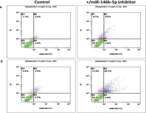 Figure 6. miR-146b-5p protects PTC cells from cell death in response to oxidative stress (Representative of three independent experiments). (a) Primary thyroid cancer cells transfected with miR-146b inhibitor showed minimal increased number of dying cells (quadrants B1, B2 and B4; 18%) compared to cells transfected with negative control (6%). (b) Under oxidative stress conditions, cells transfected with miR-146b inhibitor showed increased number of dying cells (quadrants B1, B2 and B4; 46%) compared to cells transfected with negative control (9%). Comparing A to B, these results show that in the presence of high endogenous level of miR-146b-5p, PTC cells are resistant to cell death when exposed to oxidative stress (no significant difference between stress (9%) and no stress (6%) conditions).