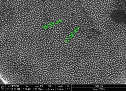 Figure 4 Field emission SEM image of niosomal formulation containing surfactants (span 60, tween 60):cholesterol:DCP at 47:47:6% weight ratio. Niosomes had relatively smooth and unique spherical structures.