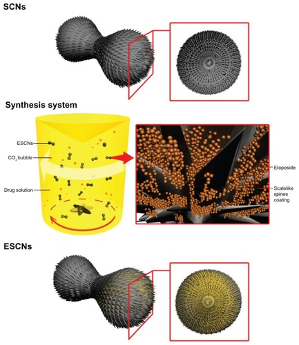 Figure 1 A representative illustration of the synthesis system and SCNs before or after drug loading.Abbreviations: SCNs, strontium carbonate nanoparticles; ESCNs, etoposide-loaded strontium carbonate nanoparticles.