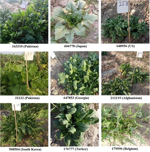 Figure 1. Morphologically Distinct Accessions of Spinach.