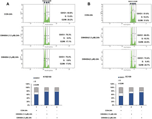 Figure 4 FXR activation induced cell cycle arrest. (A) Representative histograms of KYSE150 cells treated for 24 h in the absence or presence of GW4064 (1.5μM or 3μM) and the cell cycle distribution after GW4064 treatment for 24 h. (B) Representative histograms of EC109 cells treated for 24 h in the absence or presence of GW4064 (3μM) and the cell cycle distribution after GW4064 treatment. (n=3).