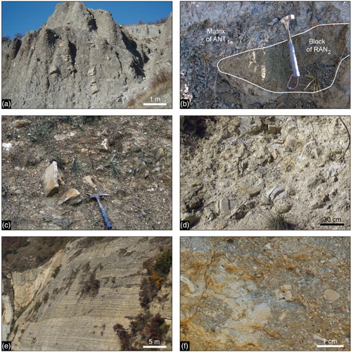 Figure 4. Stratigraphic succession of the Epiligurian Units: (A) Block-in-matrix fabric of the ‘Polygenetic argillaceous breccias’ (ANT1a) olistostromes, interbedded within the Antognola Formation (SW of Monte Penola). (B) Close-up of a block of the Val Pessola Mb. of the Ranzano Formantion (RAN2) embedded within the matrix of the ‘Polygenetic argillaceous breccias’ (SW of Monte Penola). Hammer for scale. (C, D) Block-in-matrix fabric of the Monte Lisone Chaotic Complex, with tabular to irregular shaped blocks of graysh marly-limestone and yellowish calcarenite randomly distributed within a brecciated marly matrix (Monte Lisone). Hammer for scale in Figure 4(C). (E) Well-bedded yellowish sand and fossiliferous sandstone, in decimeters thick beds, of the Monte Vallassa sandstone (WSW of Monte Penola) and (F) Close-up of fossiliferous sandstone of the Monte Vallassa sandstone, showing rodolites of red algae and reworked fragments of lamellibranchies (W of Monte Penola).