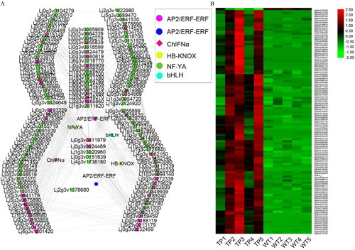 Figure 9. ChIFNα co-expression network and expression patterns of TFs. (A) TP co-expression network, with degree indicated; (B) co-expression network heat map.