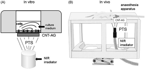 Figure 1. Images of the experimental device arrangement for photothermal stress (PTS) stimulation under in vitro (A) and in vivo (B) conditions. The PTS device was composed of alginate gel (AG), comprising carbon nanotubes (CNT-AG) and a near-infrared ray (NIR) irradiator. In both conditions the top of the NIR irradiator was fixed 3 cm distant from the CNT-AG disc. (A) In vitro stimulation: the CNT-AG disc was attached to the bottom of the multi-well plates and NIR was irradiated for 10 min at 42 °C every day. (B) In vivo stimulation: the CNT-AG disc was placed into the extracted-tooth socket in the mouse oral cavity and irradiated for 10 min at 42 °C every day (reference to Supplemental Figure 1).