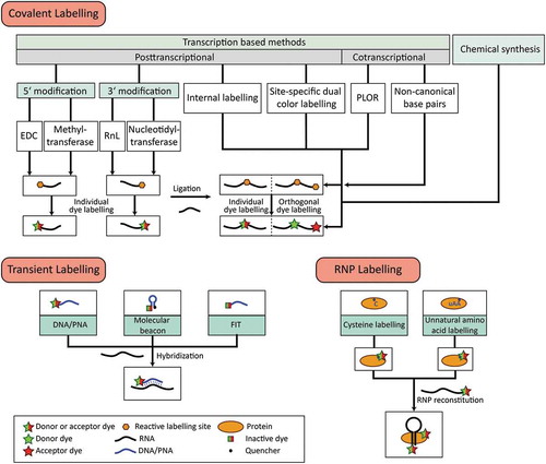 Figure 1. Overview of covalent and transient labelling techniques for RNA and RNP labelling. For each approach, the methods chosen can be combined to obtain RNAs or RNPs with multiple site-specific modifications.