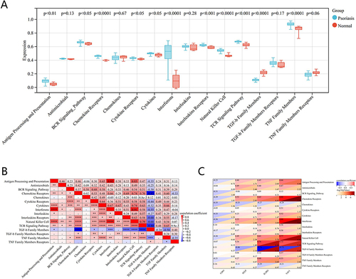 Figure 6 Correlation analysis between diagnostic markers and immune responses in GSE78097. (A) Differences in expression of 16 immune responses. (B) Correlation heatmap of 16 immune responses. (C) Correlation between diagnostic biomarkers and different immune responses.