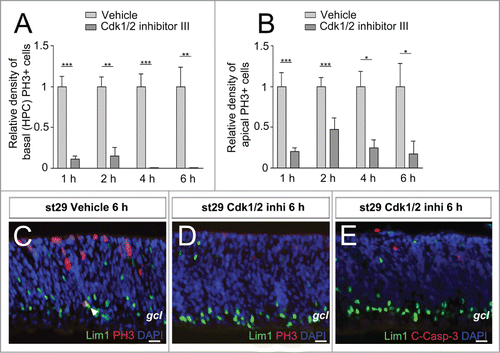 Figure 5. The effect of Cdk1/2 inhibition on mitoses in retinal explants. (A) The relative density (PH3+ cells/mm2) of basal (HPC) PH3+ cells at st29 after Cdk1/2 inhibitor III treatment for 1–6 h compared to vehicle and (B) the relative number of apical PH3+ cells at st29 after treatment for 1–6 h compared to vehicle. (C and D) Fluorescence micrographs of Lim1 and PH3 or (E) Lim1 and C-Casp-3 immunoreactivity in st29 retinal explants treated with the Cdk1/2 inhibitor or vehicle for 6 h. Arrowhead: double-positive HPC, st: Hamburger and Hamilton stages, Student's t test, *P < 0.05, **P < 0.01, ***P < 0.001, n ≥ 4 treated eyes, 4 sections per eye, gcl: ganglion cell layer. Scale bar is 10 μM.
