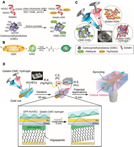 Figure 16 (A–C) Preparation of the gelatin-CMC hydrogel suitable for 3D bioprinting, (D) fabrication of vasculature employing HUVEC cells through electrochemical cell transfer from a gold-coated rod. Reprinted with permission from Kageyama T, Osaki T, Enomoto J, et al. In situ cross-linkable gelatin-CMC hydrogels designed for rapid engineering of perfusable vasculatures. ACS Biomater Sci Eng. 2016;2(6):1059–1066. Copyright (2016) American Chemical Society.Citation140