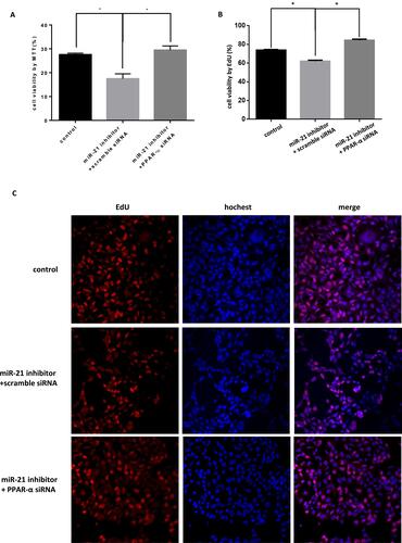 Figure 15 Co-transfection of PPAR-α siRNA and miR-21 inhibitor into cells, the effect on cell proliferation (A) Cell proliferation was detected by MTT assay. n = 3 per group. (B and C) Cell proliferation was detected by EdU assay. *P<0.05.