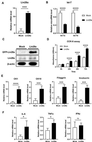 Figure 1 Lin28a overexpression promotes proliferation and differentiation of keratinocytes and regulates psoriasis-related genes in HaCaT: (A) total RNAs were isolated from Mocks and Lin28a HaCaT cell lines and reverse transcribed. Relative mRNA expression levels of Lin28a were analyzed by RT-PCR; (B) total RNAs were isolated from Mocks and Lin28a HaCaT cell lines and reverse transcribed using TaqMan MicroRNA Reverse Transcription Kit (Applied Biosystems). Relative expression levels of let-7 microRNAs were examined through RT- PCR using TaqMan MicroRNA Assay (Applied Biosystems); (C) total proteins were isolated from Mocks and Lin28a HaCaT cell lines. Expression levels of Lin28a-GFP fusion, Lin28a, and β-actin protein levels were analyzed via Western blotting; (D) proliferation ability was analyzed using CCK-8 assays until 72 h; (E) relative mRNA expression levels of early and late differentiation markers in Mocks and Lin28a HaCaT cell lines were examined through RT-PCR; (F) relative mRNA expression levels of proinflammatory cytokines in Mocks and Lin28a HaCaT cell lines were examined through RT-PCR. T-tests were performed using GraphPad Prism 9. All data are presented as mean ± SEM; *p < 0.05, ***p < 0.001, and ****p < 0.0001 compared with Mocks.