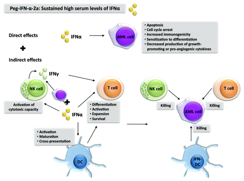 Figure 1. Biological rationale behind the use of interferon α to treat acute myeloid leukemia. Interferon α (IFNα) can exert direct as well as indirect anticancer effects against acute myeloid leukemia (AML) cells. Indirect antineoplastic effects stem as IFNα stimulates dendritic cells (DCs), natural killer (NK) cells and T cells to exert antileukemic functions. By using pegylated (peg)-IFNα, sustained high serum levels of IFNα can be achieved, which is probably a prerequisite for the success of such an immunotherapeutic regimen against AML.