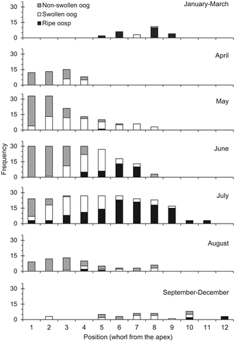 Figure 4. The distribution of the frequencies of all the measured oogonia and oospores in the different months of the year, according to their position within the shoot (number of whorl from the apex).