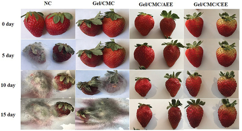 Figure 5. Illustration of the appearance and development of inoculated molds in strawberries stored at 2°C.Figura 5. Ilustración de la apariencia y desarrollo de hongos inoculados en fresas almacenadas a 2°C.