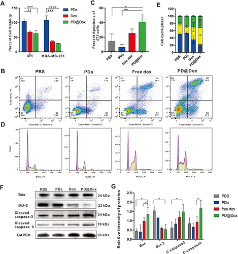 Figure 5 PD@Dox enhanced the antitumor effect of Dox in 4T1 cells. (A) Assessment of cell viability of 4T1 and MDA-MB-231 cells treated with PDs, free Dox, and PD@Dox at 24 hours. (B) FCM was used to investigate the apoptosis of 4T1 cells following different treatments. (C) Graph showing the comparative apoptosis levels of 4T1 cells following different treatments. (D) FCM was used to assess the cell cycle state of 4T1 cells following different treatments. (E) Graph showing the percentage of cells in G0/G1, S, and G2/M phases following different treatments. (F) Western blot was used to analysis protein expression of apoptosis-related genes following different treatments. (G) Graph showing the quantification of the bands in (F). *P<0.05, **P<0.01, ***P<0.001, ****P<0.0001.