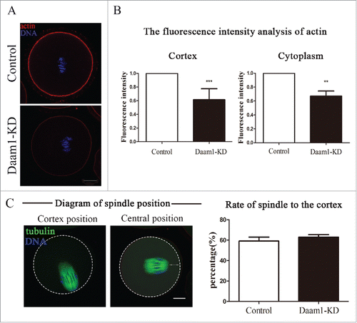 Figure 3. Daam1 affects actin assembly but not spindle position. (A) Actin distribution in oocyte cortex and cytoplasm at MI stage. After Daam1 knock down, the actin distribution was disrupted at both cortex and cytoplasm. Red: actin; Blue: chromatin. Bar = 20 μm. (B) The fluorescence intensity of actin decreased in cortex and cytoplasm after Daam1 knock down. ***: significant difference (p < 0.001). **: significant difference (p < 0.01). (C) For spindle location in the ooctyes, analysis of the rate of spindle to the cortex showed that there was no difference between control groups and treatment groups (p > 0.05). Green, α-tubulin; Blue: chromatin, Bar = 20 μm.