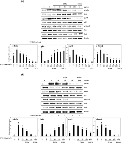 Figure 3. Effects of ETZL and tricin on the NF-κB signaling pathway in UVB-irradiated HDFs. (a) Effect of ETZL on the expressions of IκBα, p65, and IKKα/β in UVB-irradiated HDFs, (b) Effect of tricin on the expressions of IκBα, p65, and IKKα/β in UVB-irradiated HDFs. β-Actin was used as the internal control for Western blotting and EGCG was used as the positive control. Results are presented as the means ± SD of percentages calculated with respect to control levels of three independent experiments. Values with different superscript letters are significantly different (p < 0.05) by Tukey’s multiple comparison test (n = 3).