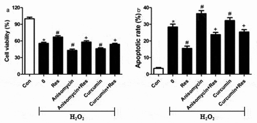 Figure 7. MAPK signaling agonists exacerbate the pro-apoptotic effects of H2O2 on RGC-5 cells. cells were preincubated for 4 h with resveratrol (Res, 10 μM), anisomycin (1.5 μM) or curcumin (1.5 μM), or the combination of resveratrol with each agonist. Then cells were treated for 24 h with 200 μM H2O2. (a) Cell viability was detected using the CCK8 assay (b) apoptosis was analyzed using flow cytometry. *P< 0.05 vs control group, #P< 0.05 vs H2O2-treated group, +P< 0.05 vs H2O2+ Res group