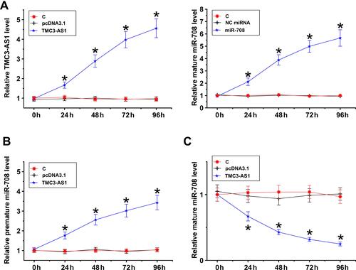 Figure 4 Regulation of miR-708 maturation by TMC3-AS1. TMC3-AS1 and miR-708 were overexpressed in osteoblasts. Their overexpression was confirmed every 24h until 96h (A). The role of TMC3-AS1 in the expression of premature miR-708 (B) and mature miR-708 (C) was analyzed with RT-qPCR. *, p < 0.05.