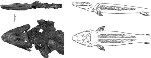 Figure 5. Tiktaalik roseae, a fishapod from the Canadian Arctic, which was equatorial at that time, 375 mya (reprinted by permission from Macmillan Publishers Ltd: Daeschler Citation2006).