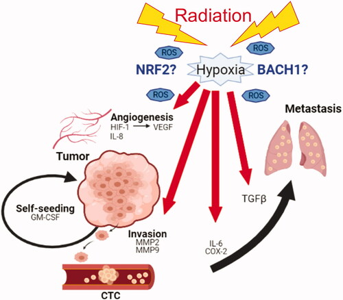 Figure 1. Radiation promotes tumor metastasis through a variety of physiological pathways including angiogenesis (HIF-1, VEGF, IL-8) and invasion (MMP2, MMP9) to release tumor cells into the blood circulation (IL-6, COX-2) as well as to recruit them to a distant (TGFβ) or a primary site (GM-CSF). In these processes, hypoxia and production of reactive oxygen species (ROS) play a key role to regulate responsible molecular factors. Therefore, modulation of redox pathways through NRF2/BACH1 might play a distinct role in radiation-induced metastasis as well as loco-regional recurrence.