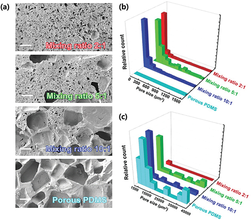Figure 9. (a) SEM images of four porous PDMS samples with different pore distributions. The scale bar in the SEM images is 150 μm. (b,c) extracted pore size distributions from (a) (Zhou et al. Citation2021). Reprinted with permission from (Zhou et al. Citation2021) ; copyright 2021 John Wiley and sons.
