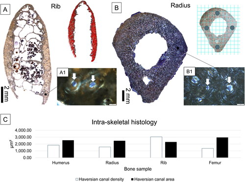 Figure 4. A summary of histological procedures (A and B) and results (C) of the present study. Examples of bone cross-sections are shown for the rib under normal transmitted light (A) and the radius under linearly polarized light (LPL) (B). The cross-section marked with red dots (A) indicates Haversian canals counted from the entirety of the cortical surface for the purpose of density calculations. The radius cross-section (B) shows a grid applied in ImageJ® v. 1.52 from which H.Ar regions of interest were identified. The magnified images (A1 and B1) show Haversian canals (white arrows, scale bars = 50 μm), viewed under LPL. The simple bar chart in C visually illustrates that the radius and humerus samples had higher canal densities of lower areas compared to the femur. The rib, as predicted, had the highest densities and smallest canal areas.