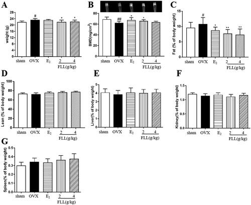 Figure 2. FLL suppresses bone loss and reduces fat weight in OVX mice. (A) Body weights of OVX mice eight weeks post-operatively. Treatment with FLL decreased body weight significantly. (B) Bone mineral density (BMD) in the femurs of OVX mice decreased significantly compared to the sham group, and estrogen and FLL significantly augmented BMD in OVX mice. (C,D) The body fat and lean content of each group were evaluated by an NMR body composition analyzer after eight weeks. (E–G) The indices for liver, kidney, and spleen among groups. #p < 0.05 compared with sham; ##p < 0.01 compared with sham; *p < 0.05 compared OVX; **p < 0.01 compared OVX (n = 10).