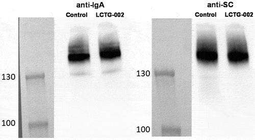 Figure 2. Western blot analysis of human milk-derived IgA.