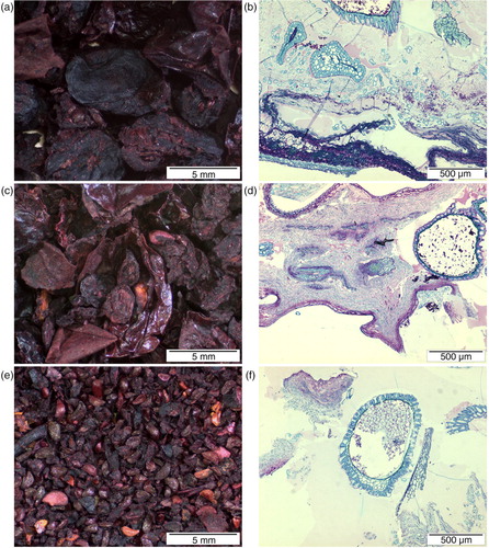 Fig. 4 Images showing the appearance (a, c, e) and microstructure visualised by toluidine blue O (b, d, f) of bilberry press cake (a, b) and its coarse skin (b, c) and seed fractions (e, f).