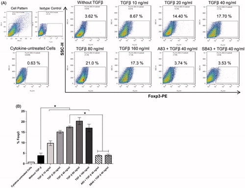 Figure 4. TGFβ effects on Foxp3 expression by CD4+ T-cells differentiated under TH17 cell-promoting conditions. (A) Intracellular staining of Foxp3. (B) Columns are mean (±SEM) Foxp3 expression levels in five independent experiments (i.e. PBMC from five different donors) (*p < 0.05).